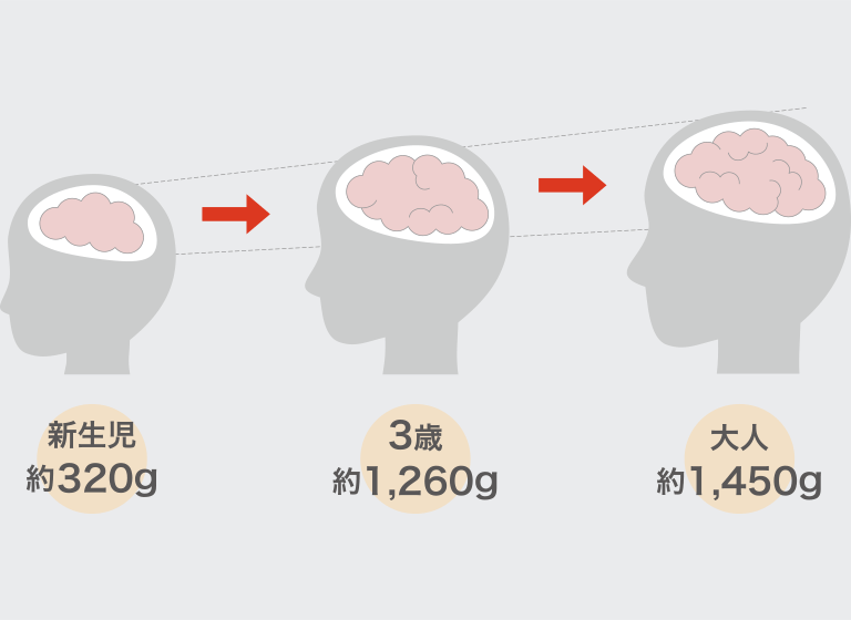 脳細胞の発達 … 新生児 約320g、3歳 約1,260g、大人 約1,450g